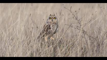 Kır baykuşu » Short-eared Owl » Asio flammeus