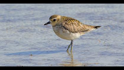 Küçük altın yağmurcun » Pacific Golden Plover » Pluvialis fulva