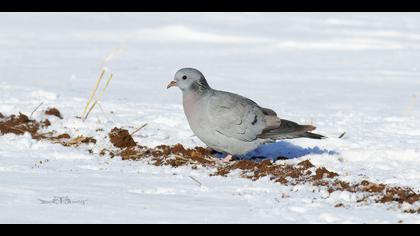 Gökçe güvercin » Stock Dove » Columba oenas