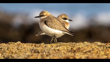 Büyük cılıbıt » Greater Sand Plover » Charadrius leschenaultii