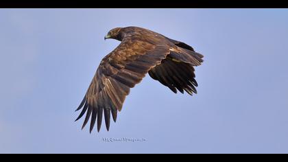 Büyük orman kartalı » Greater Spotted Eagle » Clanga clanga