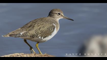 Dere düdükçünü » Common Sandpiper » Actitis hypoleucos