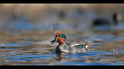 Çamurcun » Eurasian Teal » Anas crecca