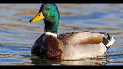 Yeşilbaş » Mallard » Anas platyrhynchos