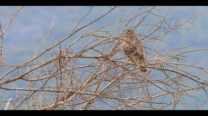 Şahin » Common Buzzard » Buteo buteo