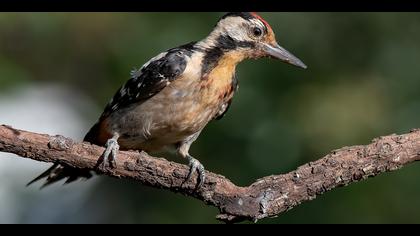 Alaca ağaçkakan » Syrian Woodpecker » Dendrocopos syriacus