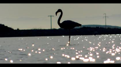 Flamingo » Greater Flamingo » Phoenicopterus roseus