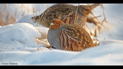 Çilkeklik » Grey Partridge » Perdix perdix