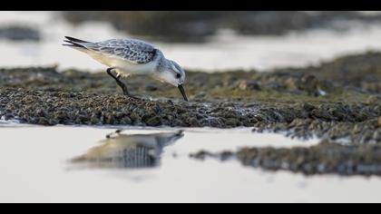 Ak kumkuşu » Sanderling » Calidris alba