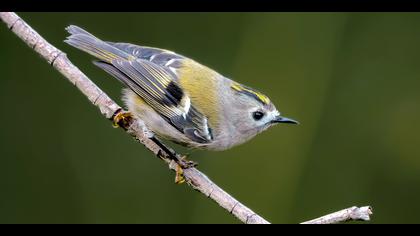 Çalıkuşu » Goldcrest » Regulus regulus 