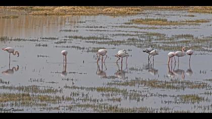 Flamingo » Greater Flamingo » Phoenicopterus roseus