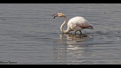 Flamingo » Greater Flamingo » Phoenicopterus roseus