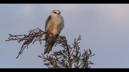 Ak çaylak » Black-winged Kite » Elanus caeruleus