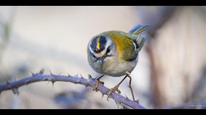 Sürmeli çalıkuşu » Common Firecrest » Regulus ignicapilla