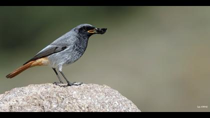 Kara kızılkuyruk » Black Redstart » Phoenicurus ochruros