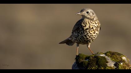 Ökse ardıcı » Mistle Thrush » Turdus viscivorus