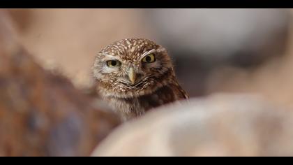 Kukumav » Little Owl » Athene noctua