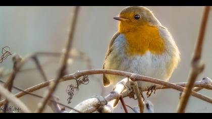 Kızılgerdan » European Robin » Erithacus rubecula