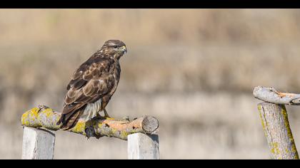 Şahin » Common Buzzard » Buteo buteo