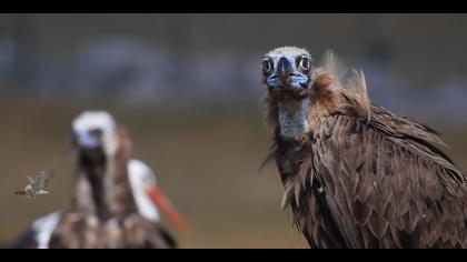 Kara akbaba » Cinereous Vulture » Aegypius monachus