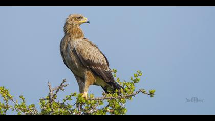 Küçük orman kartalı » Lesser Spotted Eagle » Clanga pomarina