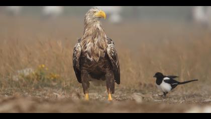 Akkuyruklu kartal » White-tailed Eagle » Haliaeetus albicilla