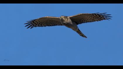 Atmaca » Eurasian Sparrowhawk » Accipiter nisus