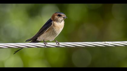 Kızıl kırlangıç » Red-rumped Swallow » Cecropis daurica