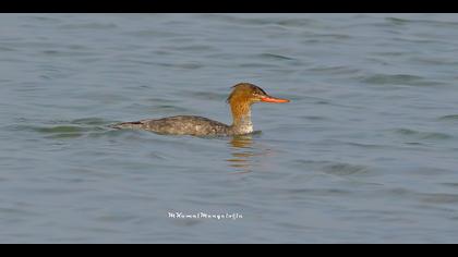 Tarakdiş » Red-breasted Merganser » Mergus serrator