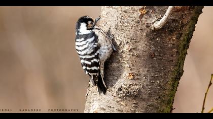 Küçük ağaçkakan » Lesser Spotted Woodpecker » Dryobates minor