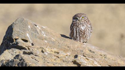 Kukumav » Little Owl » Athene noctua