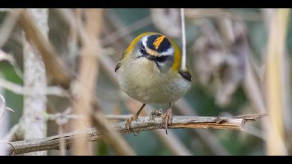 Sürmeli çalıkuşu » Common Firecrest » Regulus ignicapilla