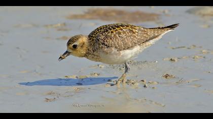 Küçük altın yağmurcun » Pacific Golden Plover » Pluvialis fulva