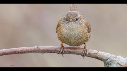 Çitkuşu » Eurasian Wren » Troglodytes troglodytes