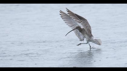 Kervançulluğu » Eurasian Curlew » Numenius arquata