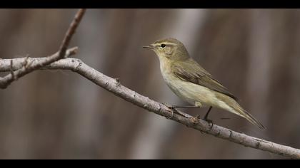 Çıvgın » Common Chiffchaff » Phylloscopus collybita