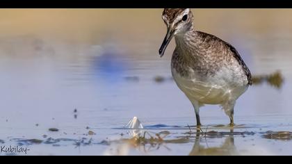 Orman düdükçünü » Wood Sandpiper » Tringa glareola