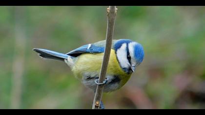 Mavi baştankara » Eurasian Blue Tit » Cyanistes caeruleus