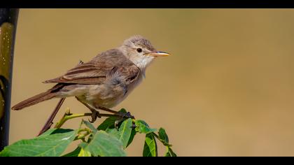 Dağ mukallidi » Upcher`s Warbler » Hippolais languida