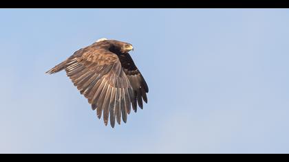 Büyük orman kartalı » Greater Spotted Eagle » Clanga clanga