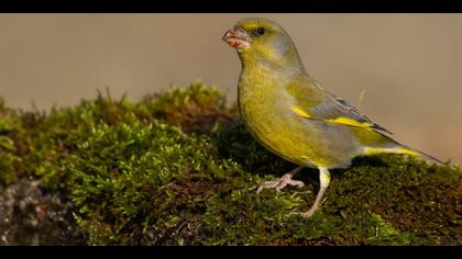 Florya » European Greenfinch » Chloris chloris