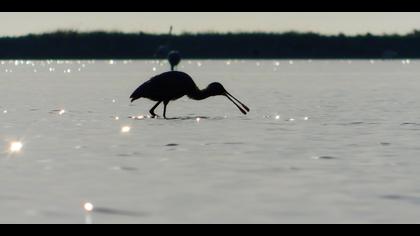 Kaşıkçı » Eurasian Spoonbill » Platalea leucorodia