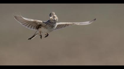 Türkistan çorak toygarı » Turkestan Short-toed Lark » Alaudala heinei