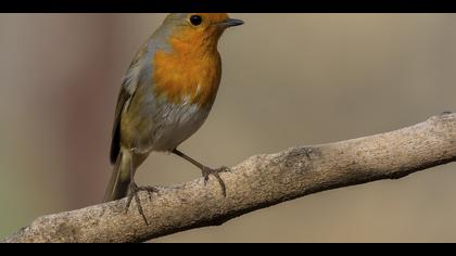 Kızılgerdan » European Robin » Erithacus rubecula