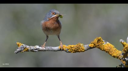 Bıyıklı ötleğen » Subalpine Warbler » Sylvia cantillans