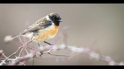 Taşkuşu » European Stonechat » Saxicola rubicola