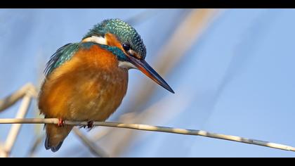 Yalıçapkını » Common Kingfisher » Alcedo atthis