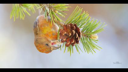 Çaprazgaga » Red Crossbill » Loxia curvirostra