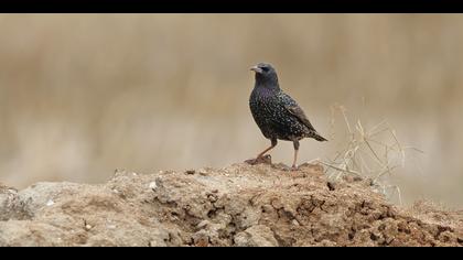 Sığırcık » Common Starling » Sturnus vulgaris