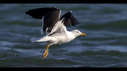 Karasırtlı martı » Lesser Black-backed Gull » Larus fuscus